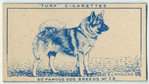 Elkhound.