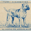 Bull Mastiff.