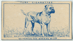 Bull Mastiff.