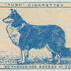 Collie (Scotch).