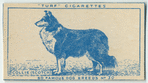 Collie (Scotch).