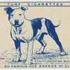 Staffordshire Bull Terrier.