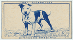 Staffordshire Bull Terrier.