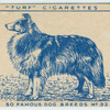 Shetland Sheepdog.