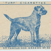 Border Terrier.