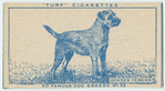 Border Terrier.