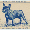 French Bulldog.