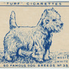 West Highland White Terrier.