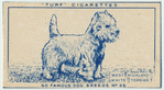 West Highland White Terrier.