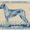 great Dane.