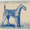 Airedale.