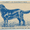 Retriever (flat coated).