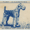 Lakeland Terrier.