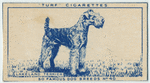 Lakeland Terrier.