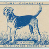 Foxhound.