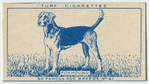 Foxhound.