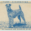 Irish Terrier.