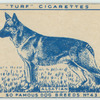 Alsatian.