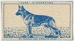 Alsatian.