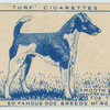 Smooth Fox Terrier.