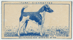 Smooth Fox Terrier.