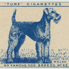 Welsh Terrier.