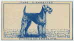 Welsh Terrier.