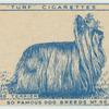 Yorkshire Terrier.