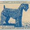 Kerry Blue Terrier.