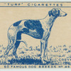 Greyhound.
