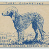 Bedlington Terrier.