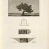 Veduta di un albero; Programma architettonico.