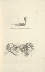 Serpente di cui usano gli psilli; Teste dei scieh di Kurnon.