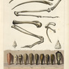 Mummie d'ibis.