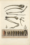 Mummie d'ibis.