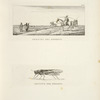 Beduini nel deserto; Locusta del deserto.