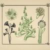 Abstract design based on flowers and pinecones