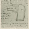Head of a fossil monster found by the Oregon expedition--facsimile of a portion of a page of Clark's journal, showing his method of illustrating the text