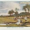 Sheep Washing in Sussex.