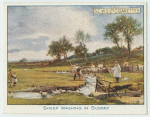 Sheep Washing in Sussex.