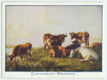 Canterbury Meadows.