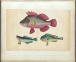One pink fish, two green fish