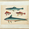 Two green fish, two brown fish
