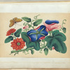 Flowers and butterfly