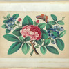 Large red flower, blue flowers, butterfly