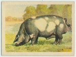 Kolbroek  boar.