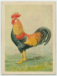 English Brown Leghorn cock.