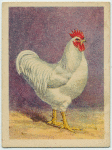 White Plymouth Rock cock.