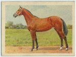 Thoroughbred yearling.