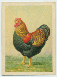 Partridge Wyandotte cock.